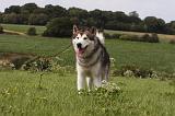 ALASKAN MALAMUTE 737